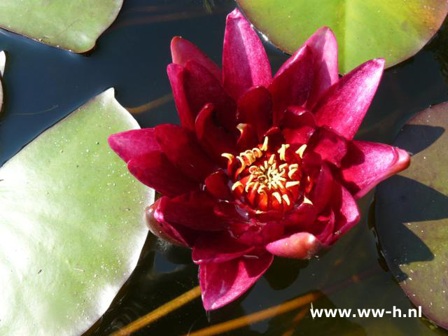 Nymphaea rood